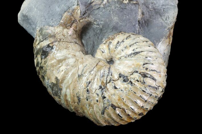 Scaphites Ammonite Fossil in Rock - Kansas #93749